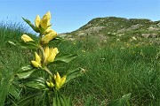 32 Genziana puntata (Gentiana punctata) con da sfondo la Cima di Mezzeno